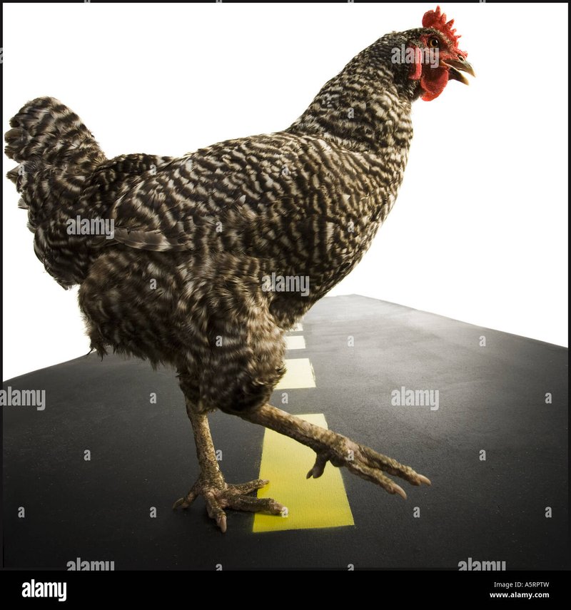 Chicken road oficial - Descubre el secreto detrás del juego Chicken Road en Internet en España